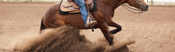 half arabian reining horse for sale
