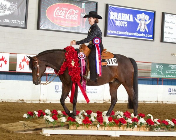 half arabian trail horse