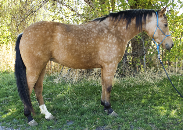 Half arabian reining horse for sale