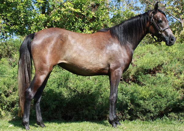 Arabian endurance horse for sale