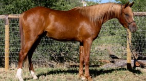 arabian reining horse for sale