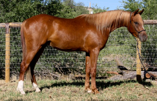 arabian reining horse for sale