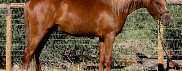 arabian reining horse for sale