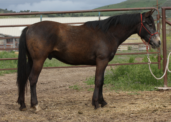 Half arabian reining horse for sale