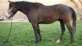 half arab for sale