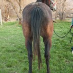 half arab for sale