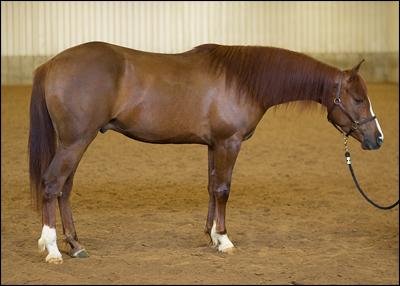 purebred arabian reining horse for sale