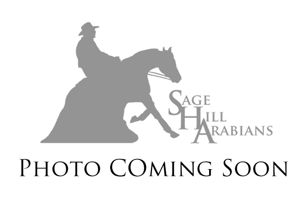 arabian reining horse for sale