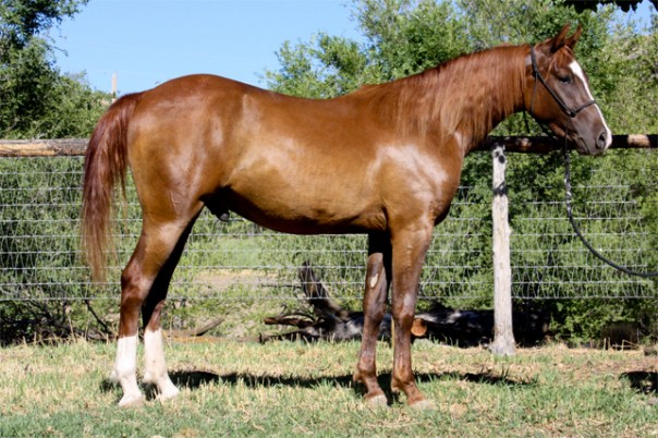 arabian reining horse for sale