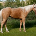 half arabian palomino