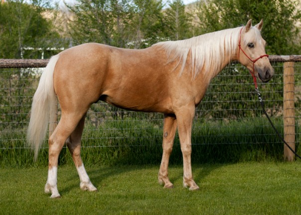 half arabian palomino
