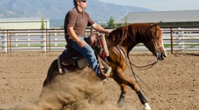 arabian reining horse for sale