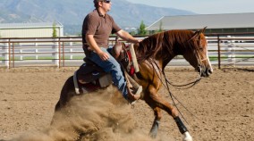 arabian reining horse for sale