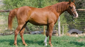 Arabian Gelding For Sale