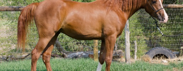 Arabian Gelding For Sale