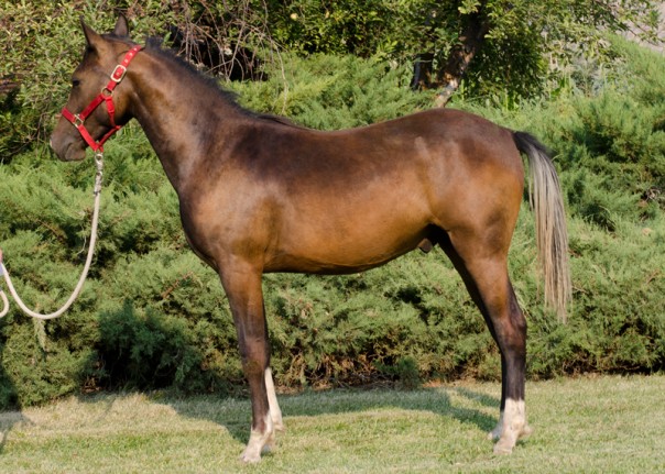 Arabians For Sale