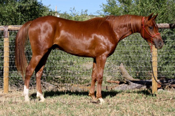 arabians reining horse for sale