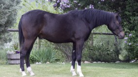 Arabian Reining Horse for sale