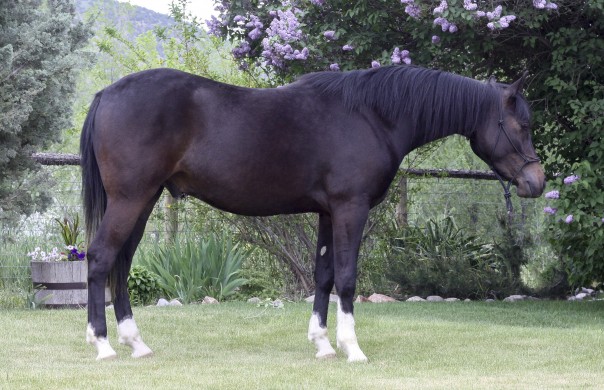 Arabian Reining Horse for sale