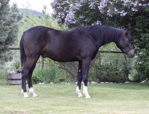 Arabian Reining Horse for sale