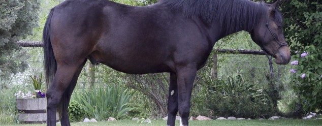 Arabian Reining Horse for sale