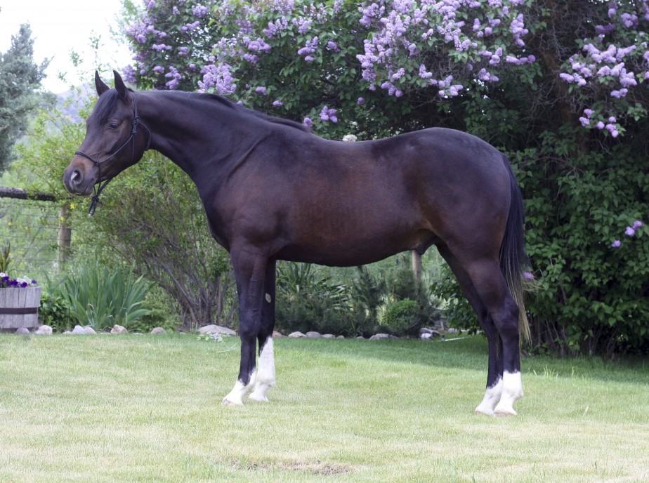 Arabian Reining Horse For Sale