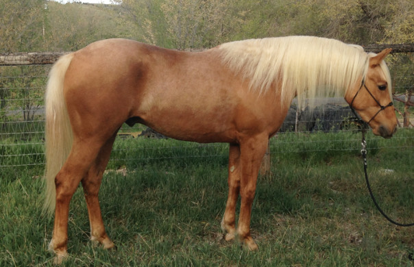 arabian reining horse for sale