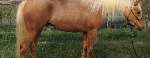 arabian reining horse for sale
