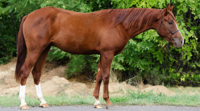half arabian for sale