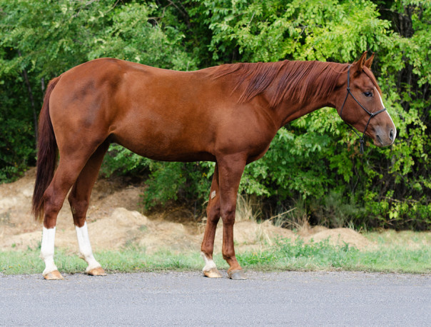 half arabian for sale