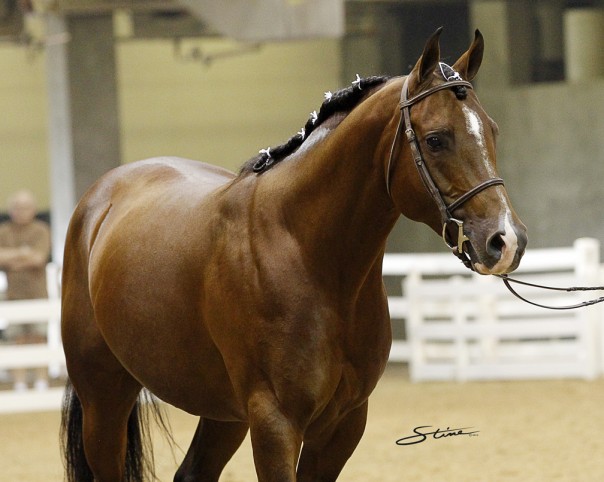 Arabian Reining Stallion