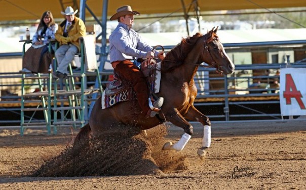 arabian reining horses for sale