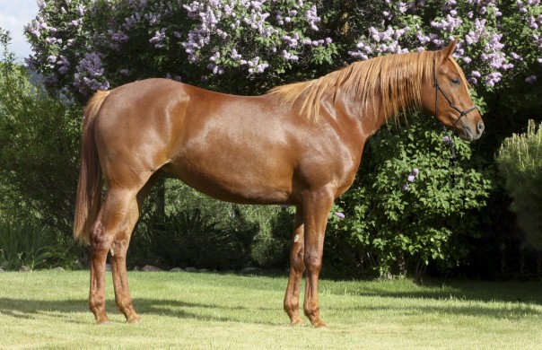 arabian reining horse for sale