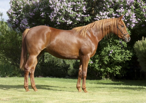 arabian reining horse for sale