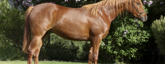 arabian reining horse for sale