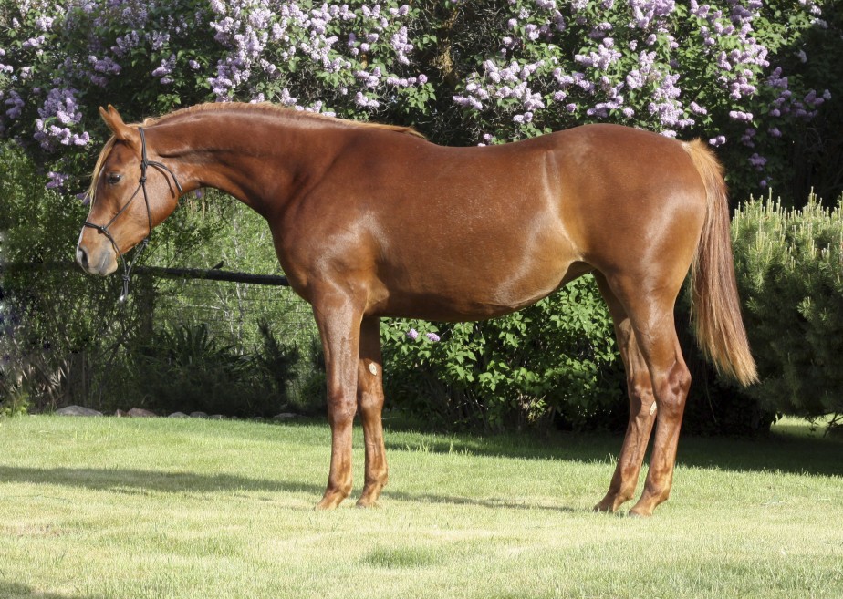 Arabian reining horse for sale