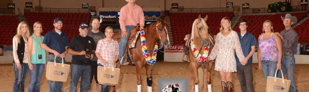 half arabian reining horse for sale