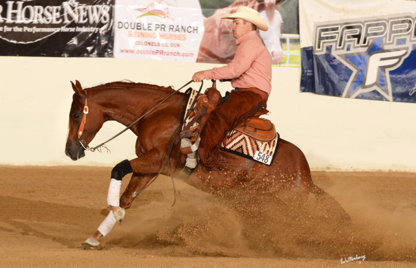 half arabian reining horse for sale