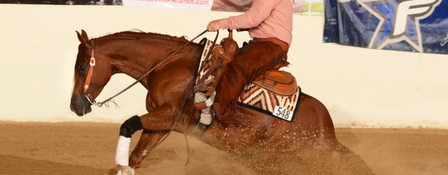 half arabian reining horse for sale