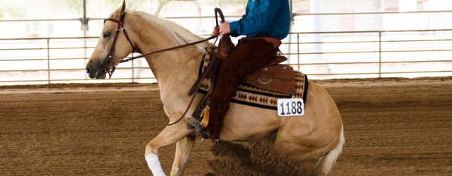 half arabian reining futurity