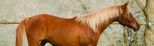 arabian reining futurity prospect