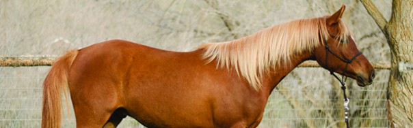 arabian reining futurity prospect