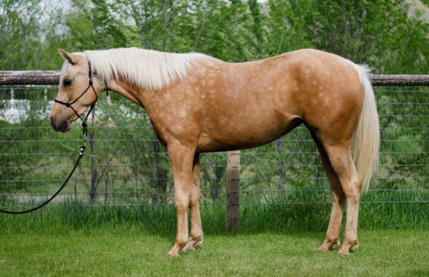 half arabian reining horse