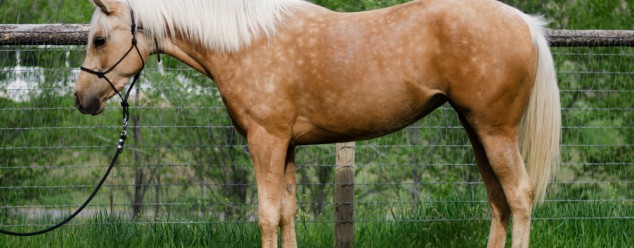 half arabian reining horse