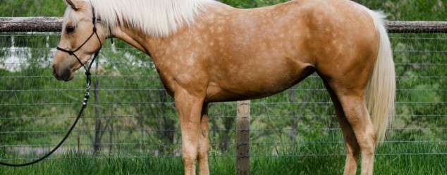 half arabian reining horse