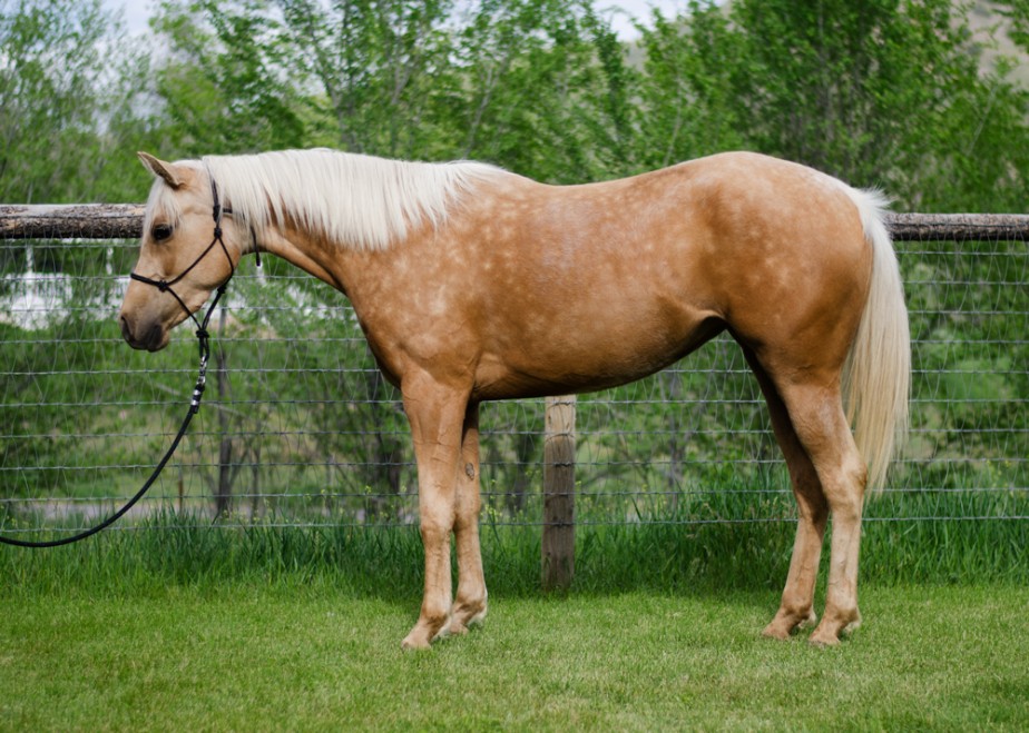 palomino horse for sale Sagehill Arabians