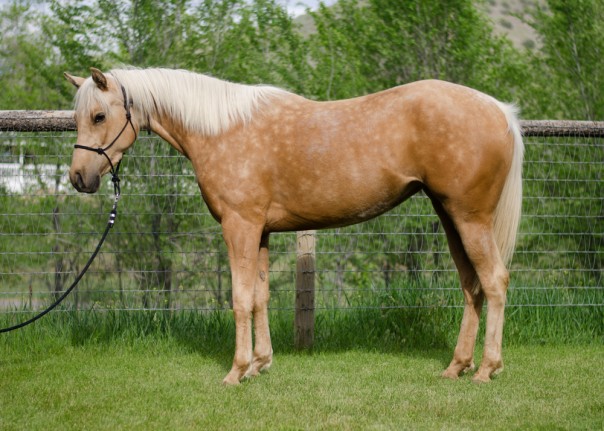 half arab for sale