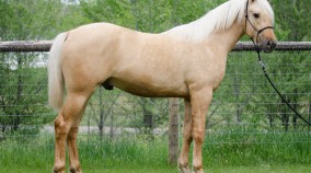 arabian horse for sale
