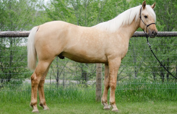 arabian horse for sale