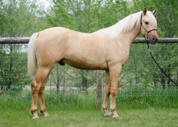 arabian horse for sale